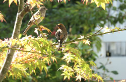 Finches in Love